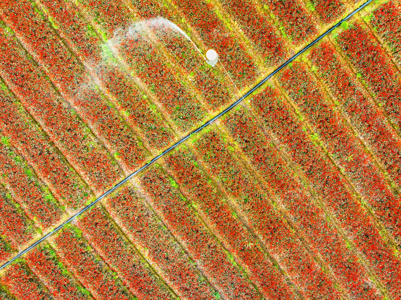 何峰《汗水澆得葉兒紅》