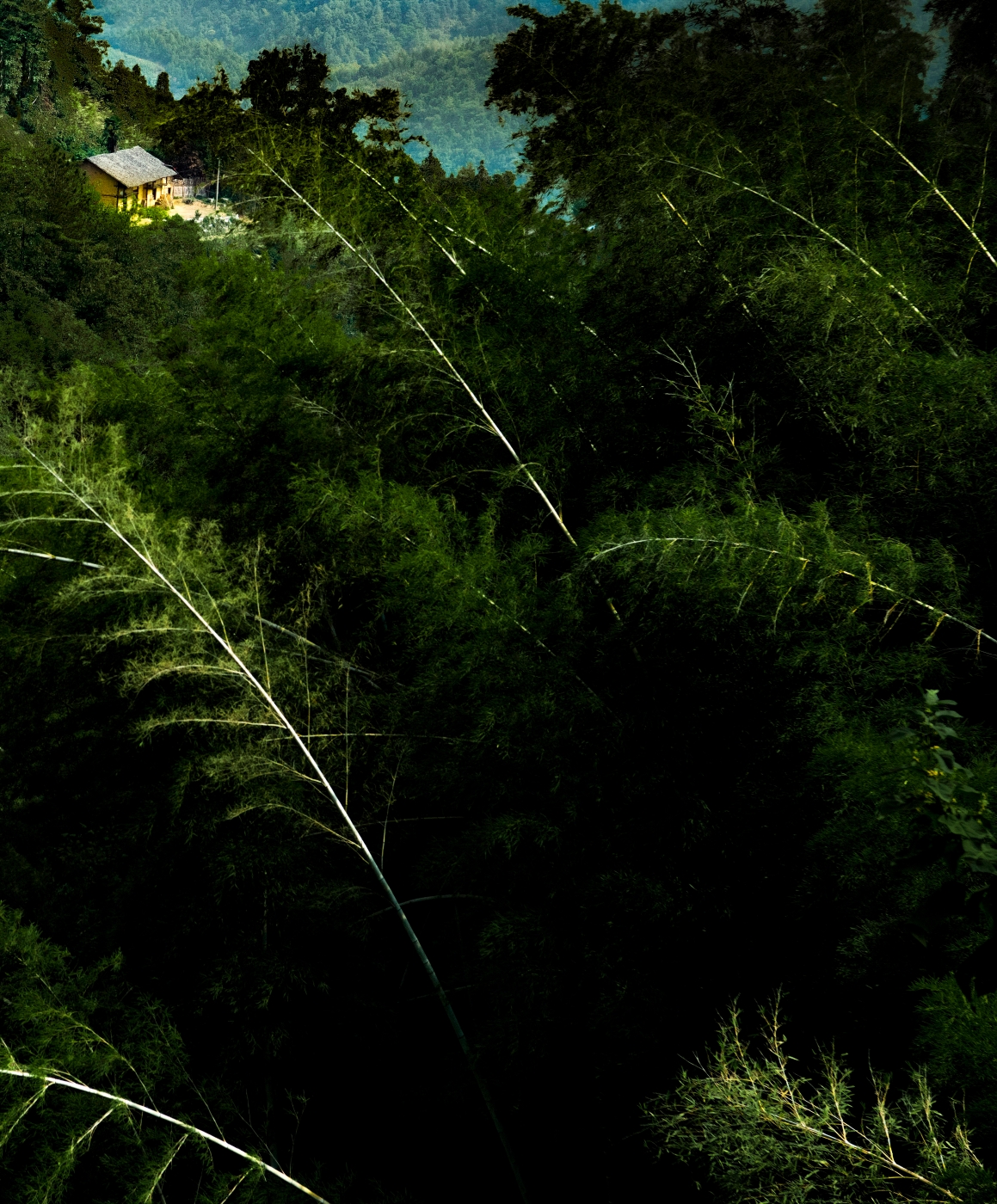 王曉麗《千竿向古居》